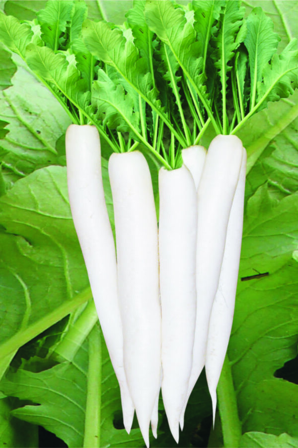 Radish: Raphanus sativus