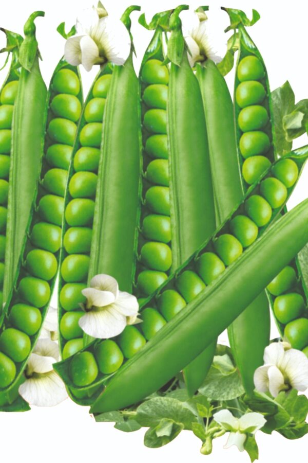 Peas: Pisum sativum