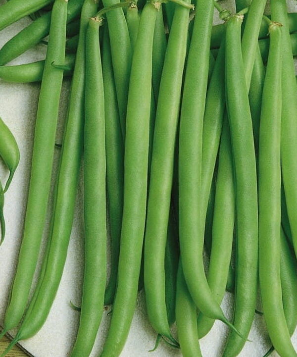 Beans: Phaseolus vulgaris