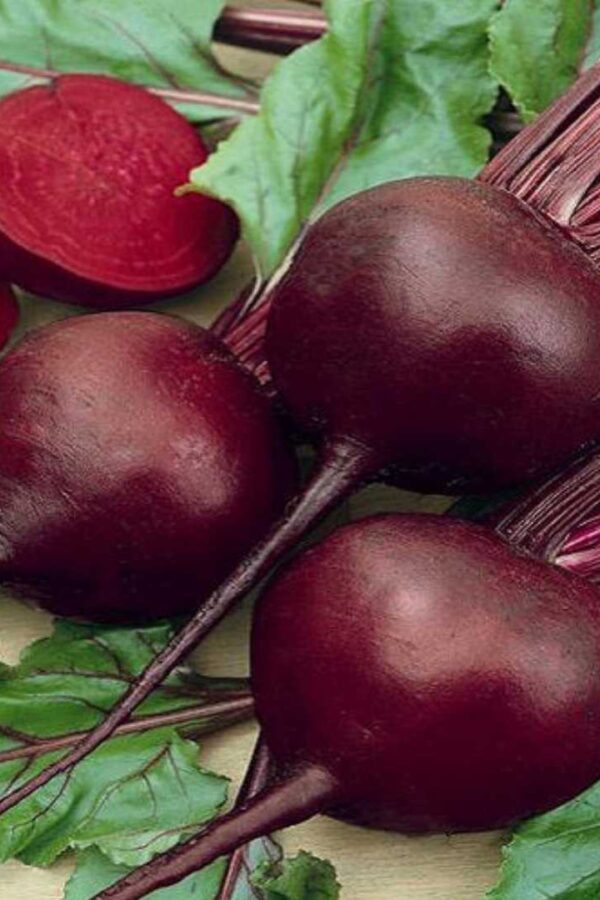 Beet Root: Beta vulgaris