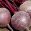 Beet Root Imported: RUBY QUEEN - Image 2