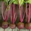 Beet Root Imported: RUBY QUEEN - Image 4
