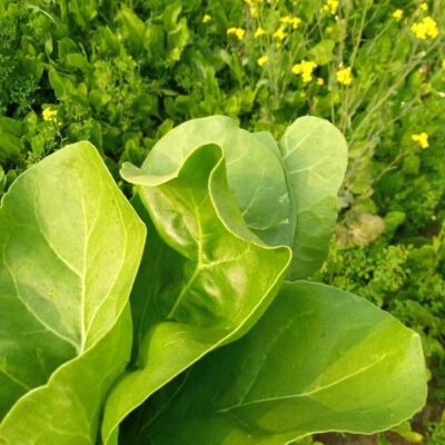 Palak-Spinach: Spinacia oleracea