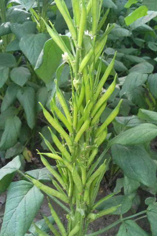 Cluster Beans: Cyamopsis tetragonoloba