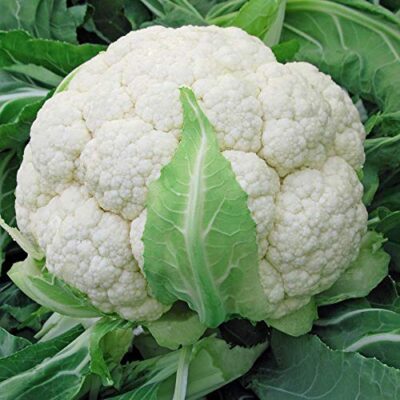 Cauliflower: Brassica oleracea var. botrytis