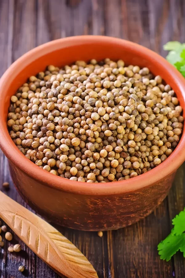 Coriander: Coriandrum sativum