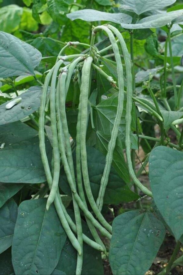 Cow Pea: Vigna unguiculata