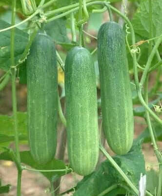 Cucumber: Cucumis sativus