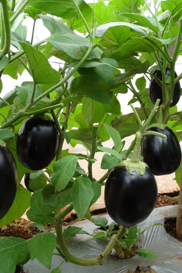 Egg Plant: Solanum melongena