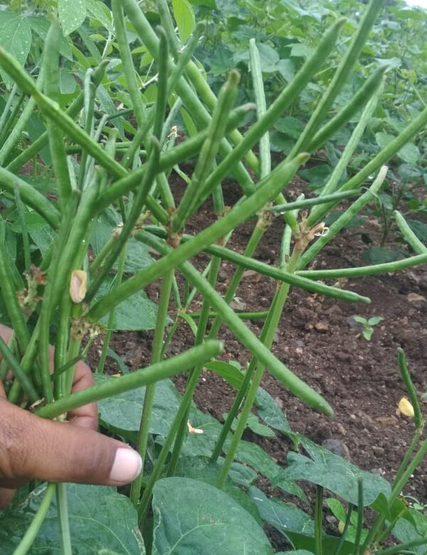 Moong-Green Gram: Vigna radiata