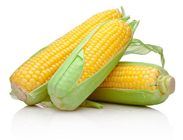 Sweet Corn: Zea mays saccharata