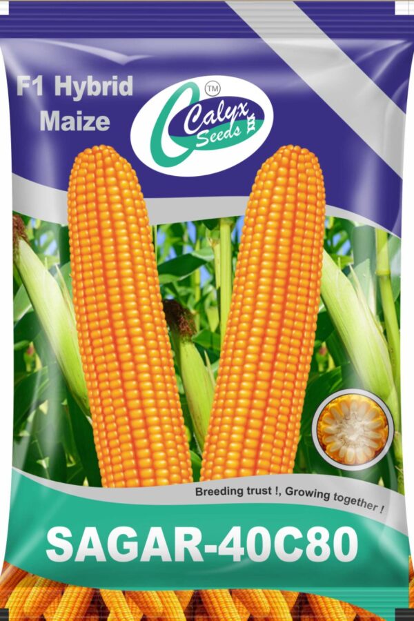 Maize: Zea mays