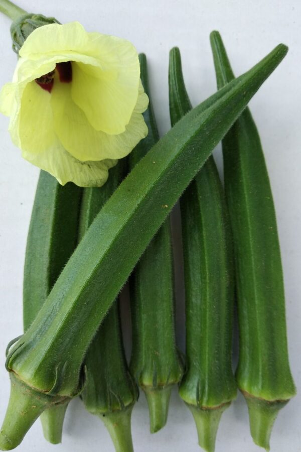 Okra-Bhindi: Abelmoschus esculentus