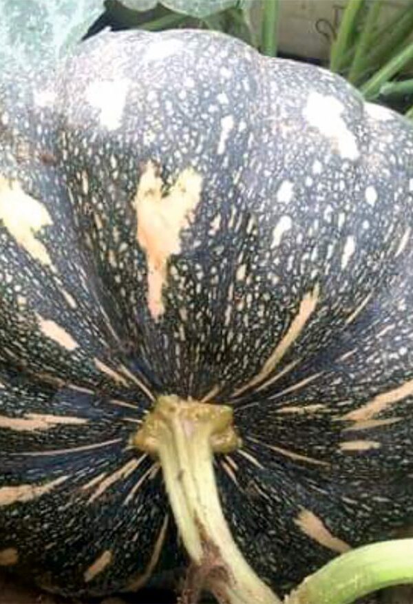 Pumpkin: Cucurbita maxima