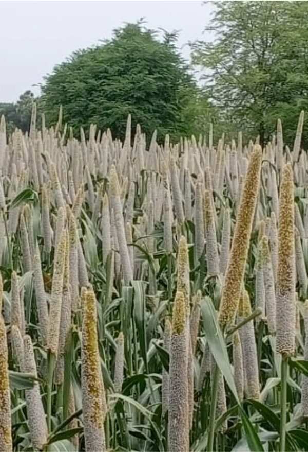 Bajra-Pearl Millet: Pennisetum glaucum