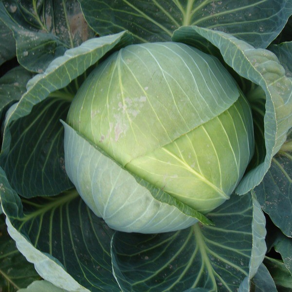 Cabbage: Brassica oleracea var. capitata