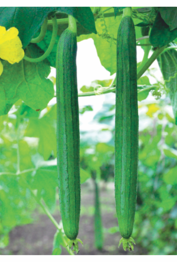 Sponge Gourd: Luffa aegyptiaca