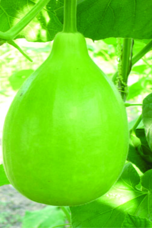 Bottle Gourd: Lagenaria siceraria