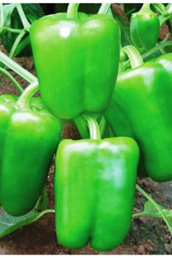 Capsicum: Capsicum annuum