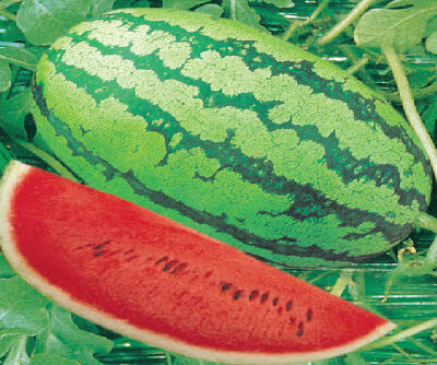 Watermelon: Citrullus lanatus