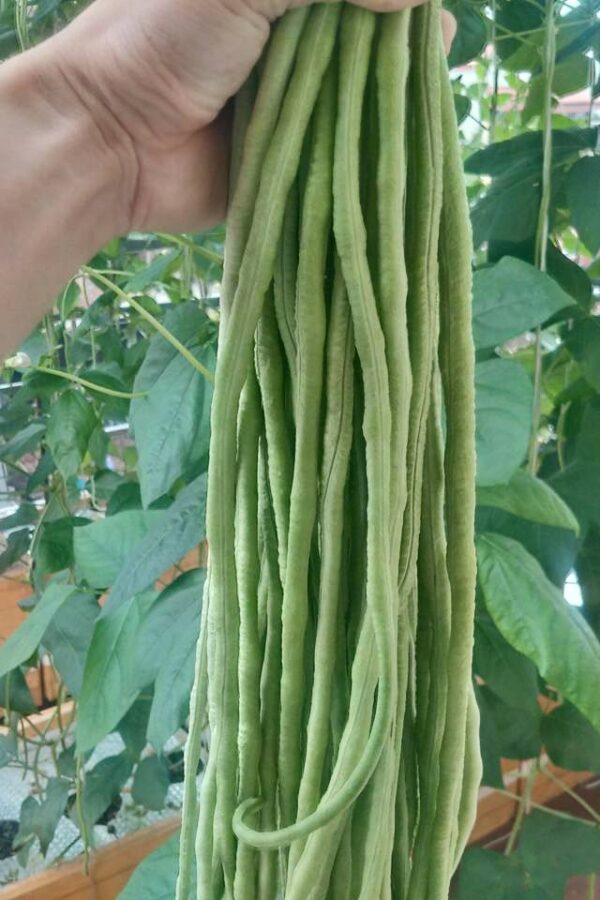 Yard Long Beans: Vigna unguiculata